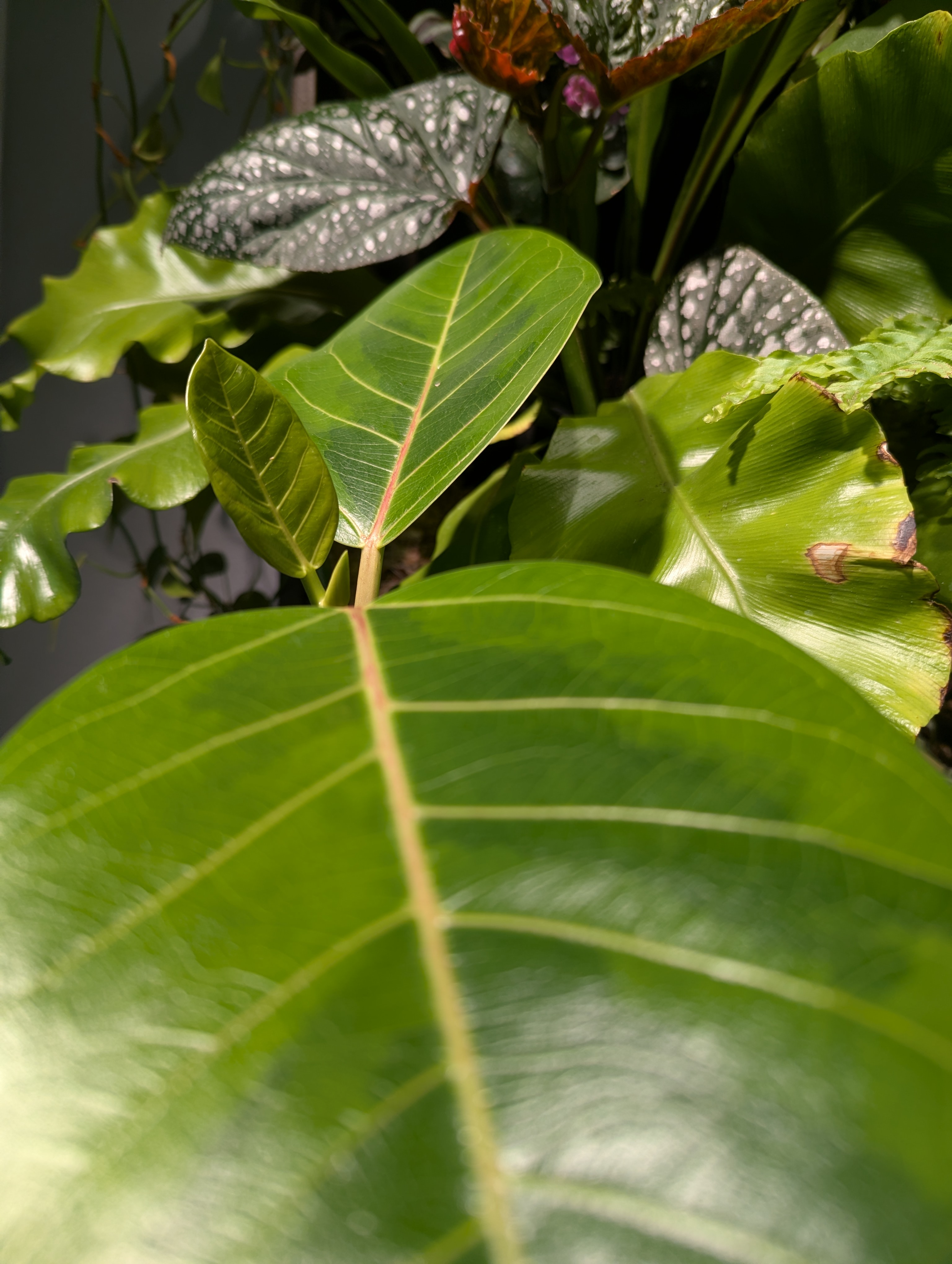 Tropical foliage growing in the wall