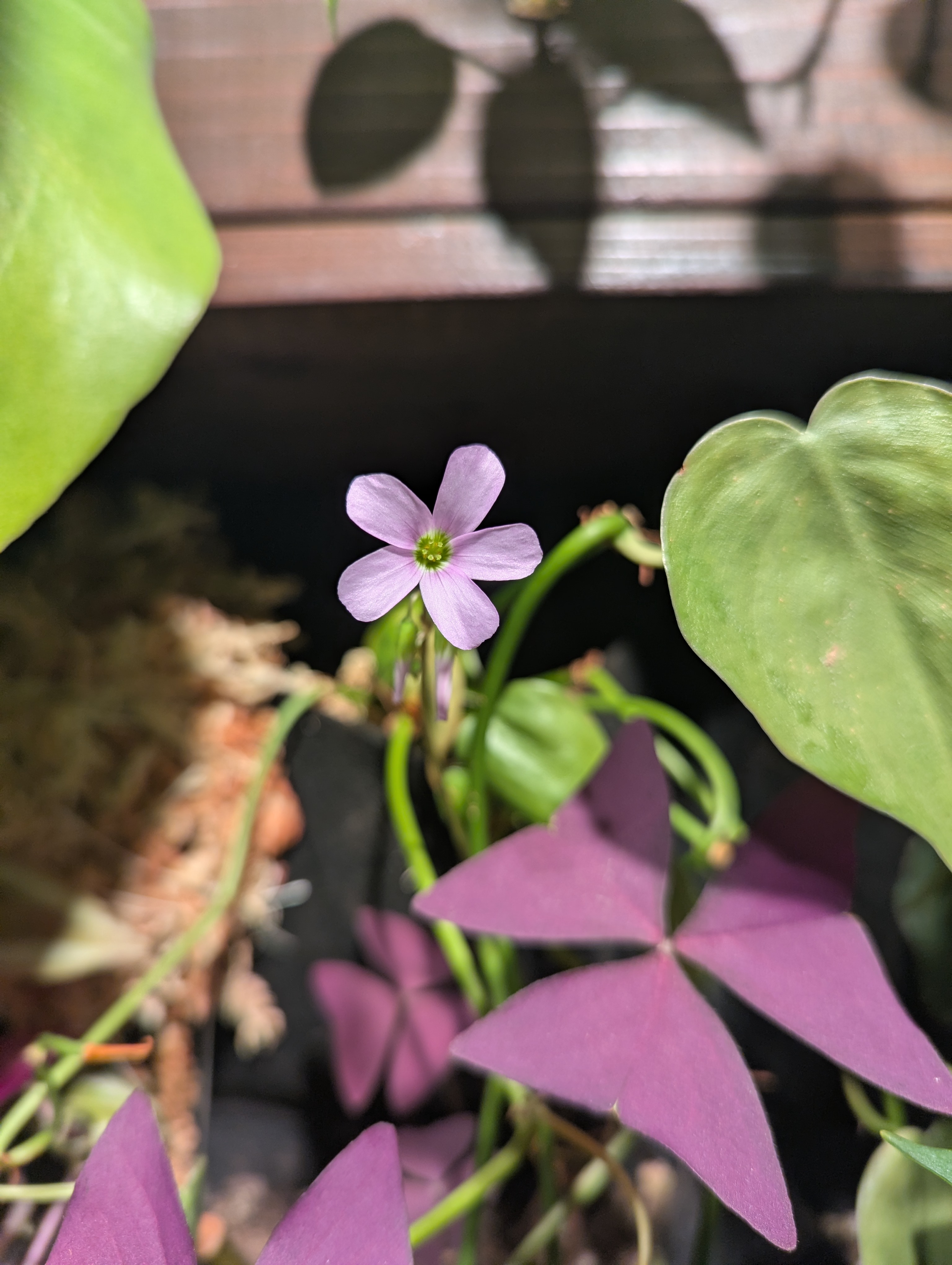 Purple oxalis flowering in the living wall