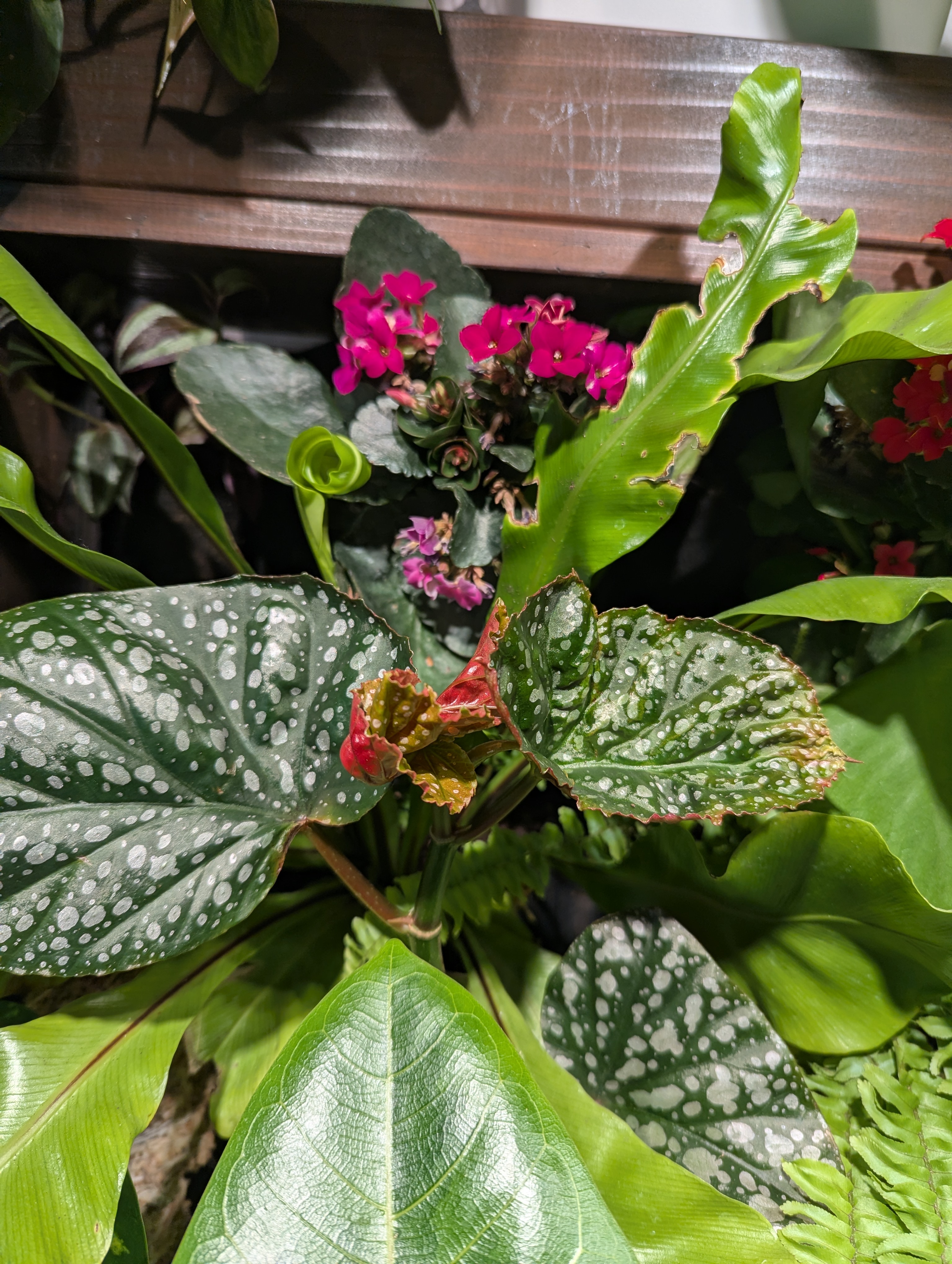 Begonia, kalanchoe, and bird's nest fern