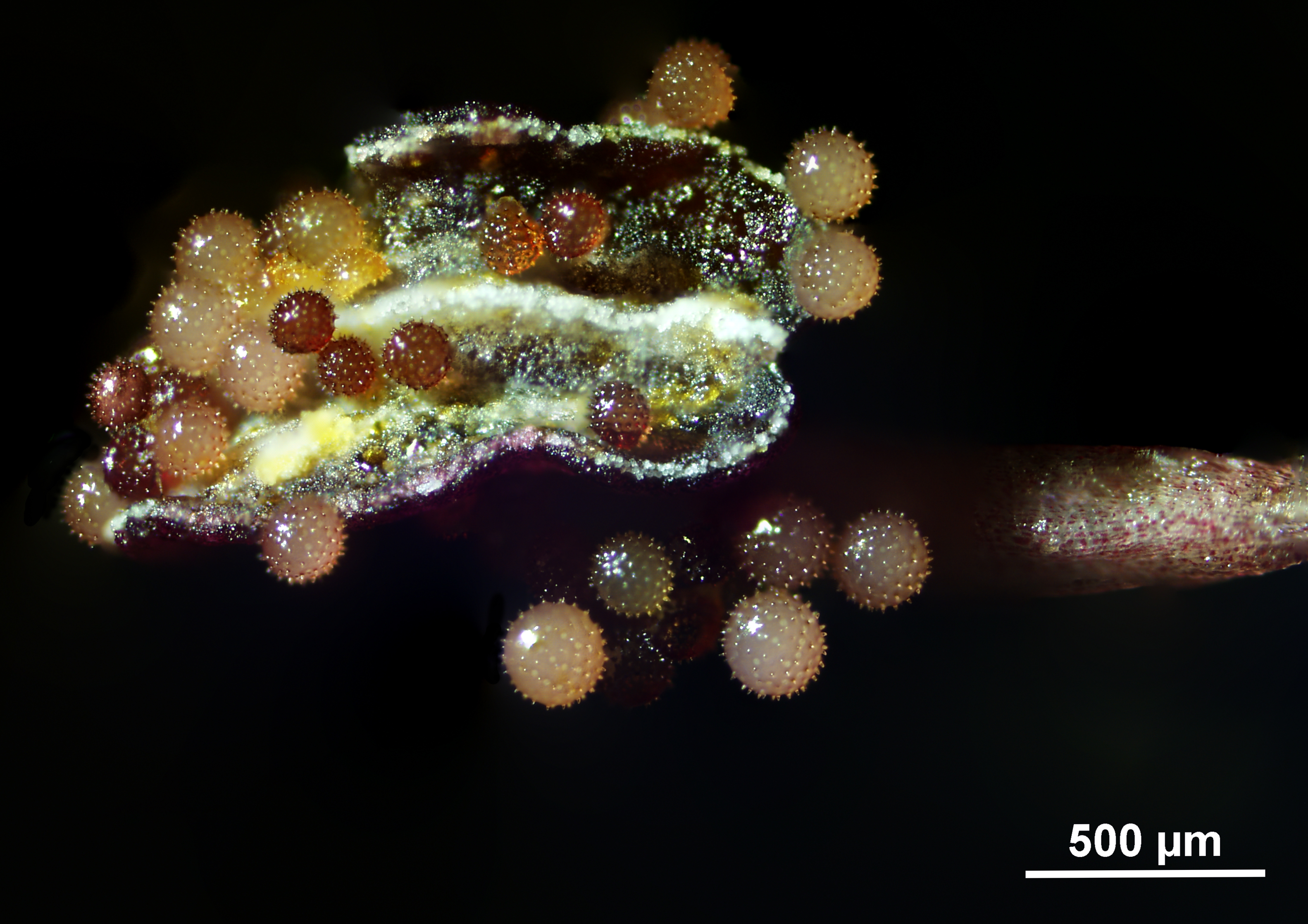 Narrative Career Arc